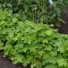 Heuchera 'Pistache' - Image 2