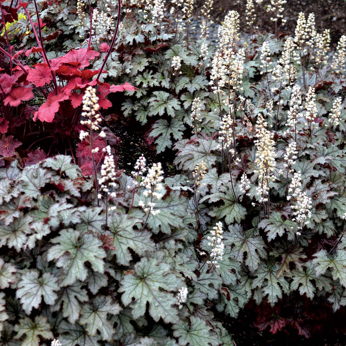 Image of 'Cracked Ice' Heucherella shrub