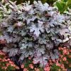 Heucherella  'Cracked Ice' - Image 2