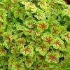 Heucherella 'Fire Frost' - Image 2
