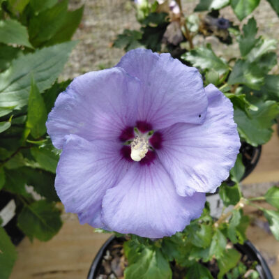Hibiscus syriacus 'DVPazurri' (Azurri Blue Satin®)