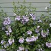 Hibiscus syriacus 'DVPazurri' (Azurri Blue Satin®) - Image 2