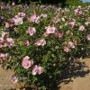 Hibiscus syriacus 'Danica' - Image 2