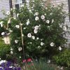 Hibiscus syriacus 'Red Heart' - Image 2