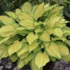 Hosta 'Island Breeze'