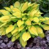 Hosta 'Island Breeze' - Image 2