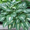 Hosta 'Night Before Christmas' - Image 2