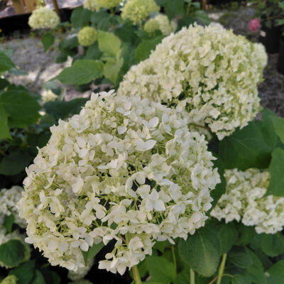 Hydrangea arborescens 'Annabelle'