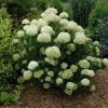 Hydrangea arborescens 'Abetwo' (Incrediball®) - Image 3