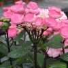 Hydrangea macrophylla 'Horabstra'