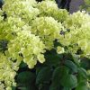 Hydrangea paniculata 'Bombshell'