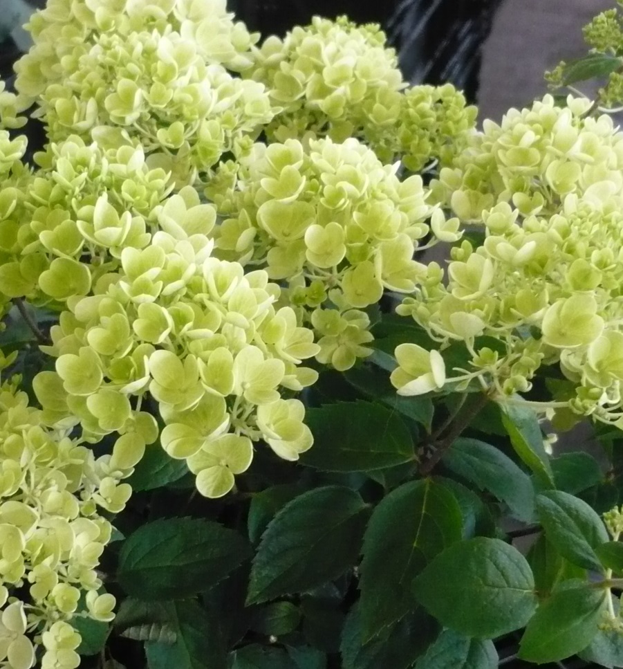 Image of Bombshell hydrangea sterile flowers slowly mature to rosy pink