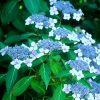 Hydrangea serrata 'Bluebird'