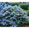 Hydrangea serrata 'Bluebird' - Image 2
