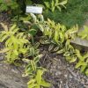Hypericum calycinum 'Fiesta' - Image 2