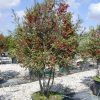 Ilex vomitoria 'Hightower' - Image 2