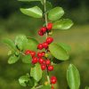 Ilex vomitoria 'Kathy Ann Batson' - Image 3