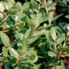 Ilex vomitoria 'Kathy Ann Batson'