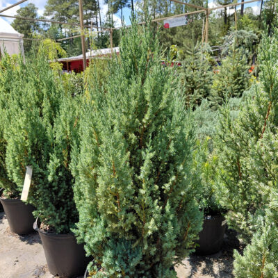 Juniperus chinensis 'Blue Point'