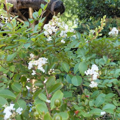 Lagerstroemia x 'Acoma'