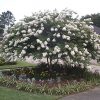 Lagerstroemia x 'Acoma' - Image 2