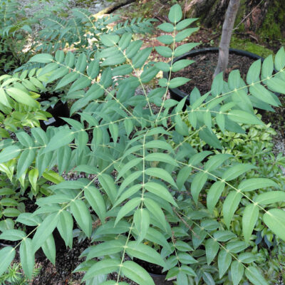 Mahonia x hortensis 'Marvel'