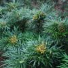 Mahonia confusa 'Narihira'