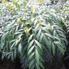 Mahonia confusa 'Narihira' - Image 2