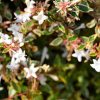 Abelia 'Margarita'
