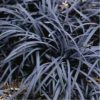Ophiopogon planiscapus 'Nigrescens'