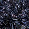Ophiopogon planiscapus 'Nigrescens' - Image 2