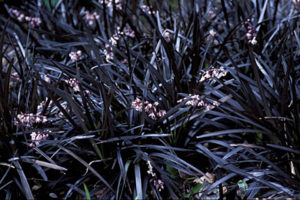 Ophiopogon Planiscapus ‘nigrescens’ 