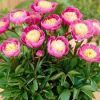 Paeonia 'Bowl of Beauty'