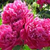 Paeonia 'Karl Rosenfeld'