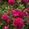 Paeonia 'Karl Rosenfeld' - Image 2