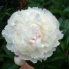 Paeonia 'Shirley Temple'