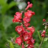 Penstemon 'Cherry Sparks'