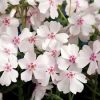 Phlox subulata 'Amazing Grace'