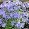 Phlox divaricata 'Blue Moon'