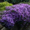 Phlox subulata 'Purple Beauty' - Image 3
