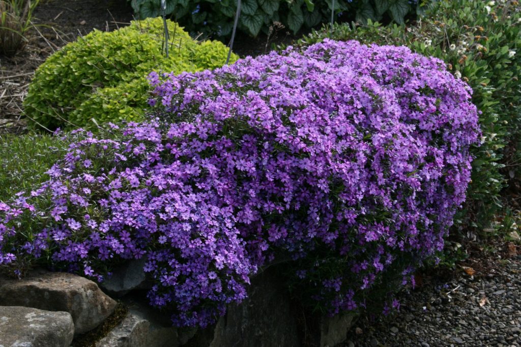 Phlox subulata ‘Purple Beauty’ | Kiefer Nursery: Trees, Shrubs, Perennials