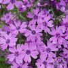 Phlox subulata 'Purple Beauty'