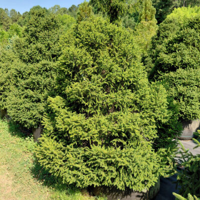 Picea orientalis 'Gowdy'