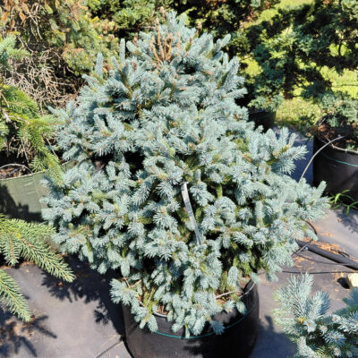 Picea abies 'Paul's Select'