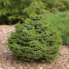 Picea omorika 'Nana'