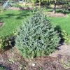 Picea omorika 'Nana' - Image 2