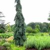 Picea omorika 'Pendula Bruns' - Image 2
