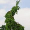 Picea omorika 'Pendula'
