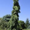Picea omorika 'Pendula' - Image 2