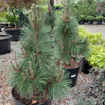 Pinus thunbergii 'Thunderhead'